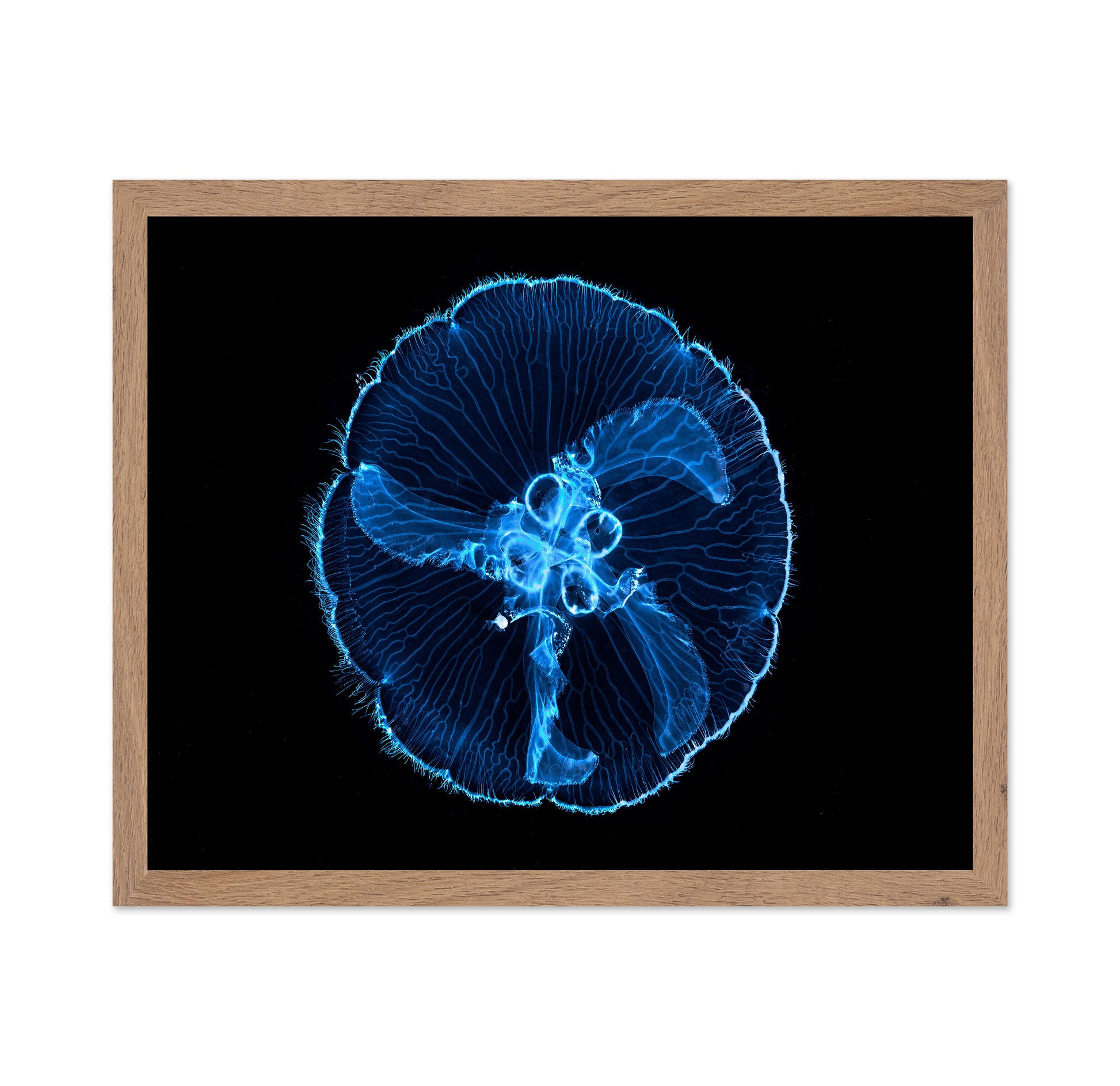 Moon Jellyfish