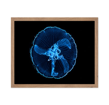 Moon Jellyfish