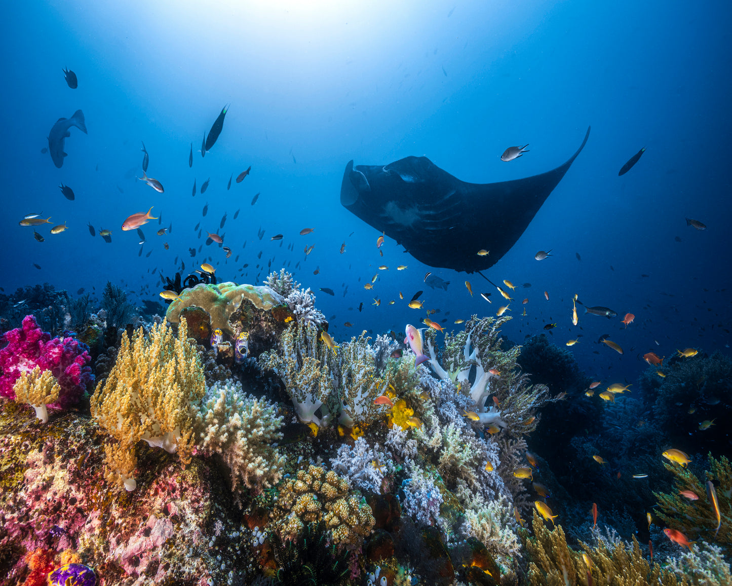 Manta Reef On The Reef