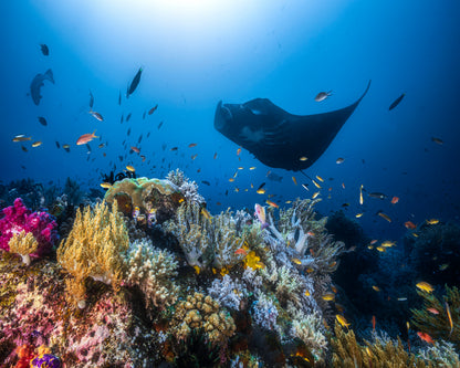 Manta Reef On The Reef