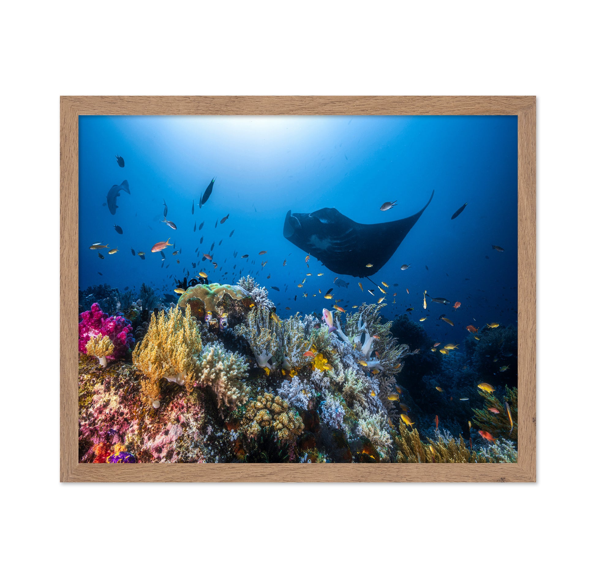 Manta Reef On The Reef