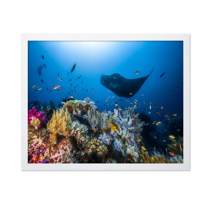 Manta Reef On The Reef