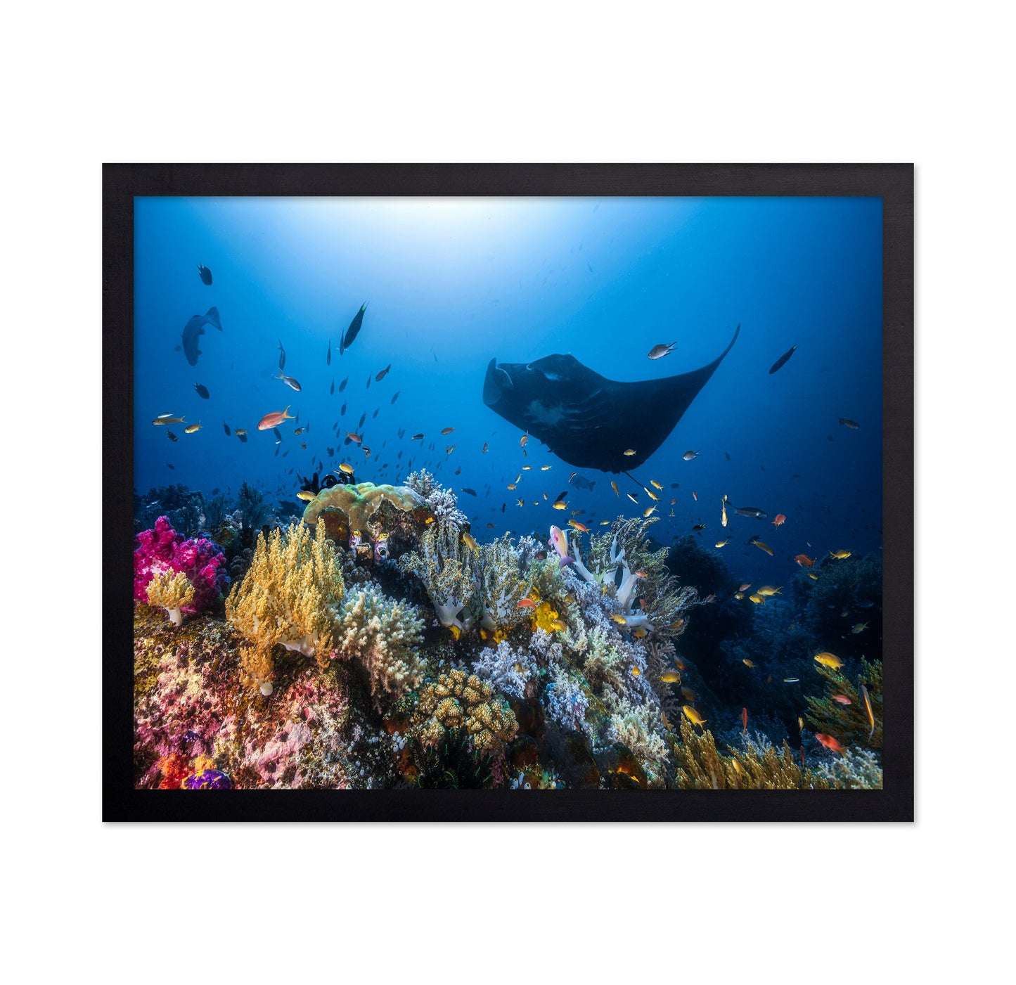 Manta Reef On The Reef