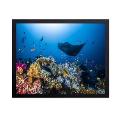 Manta Reef On The Reef