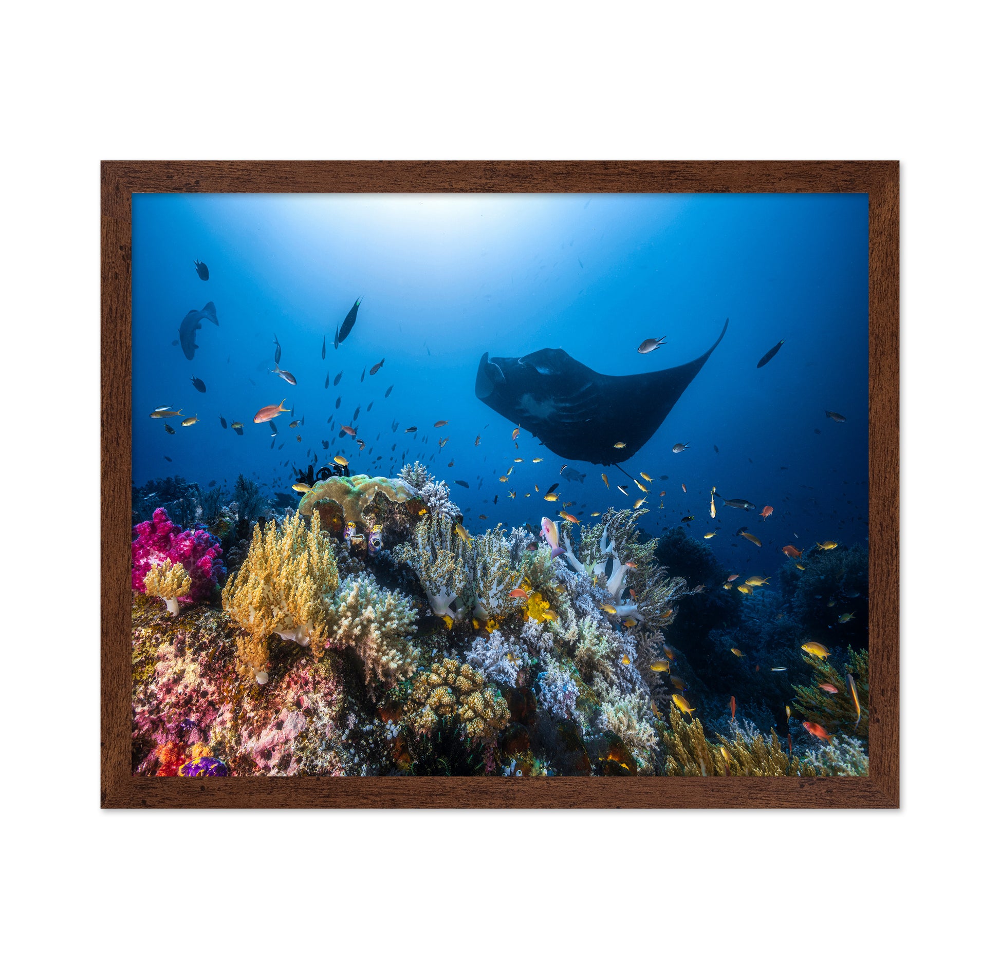 Manta Reef On The Reef