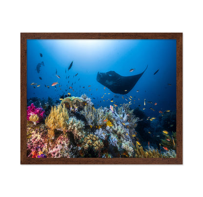 Manta Reef On The Reef