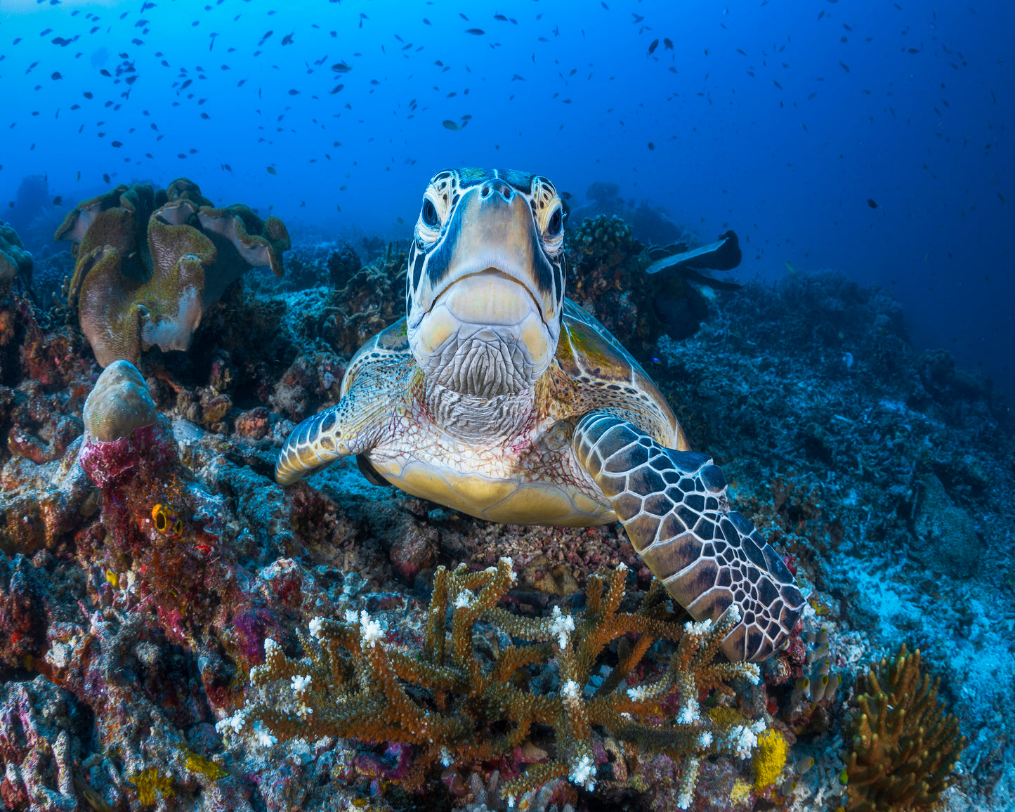Face To Face With A Green Turtle