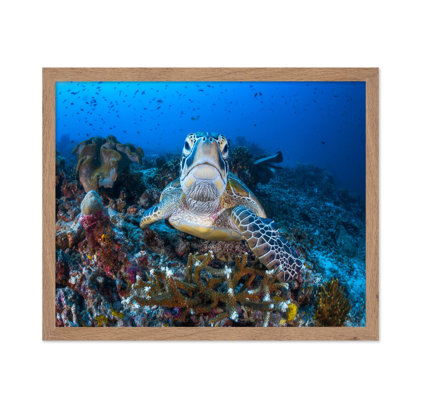 Face To Face With A Green Turtle