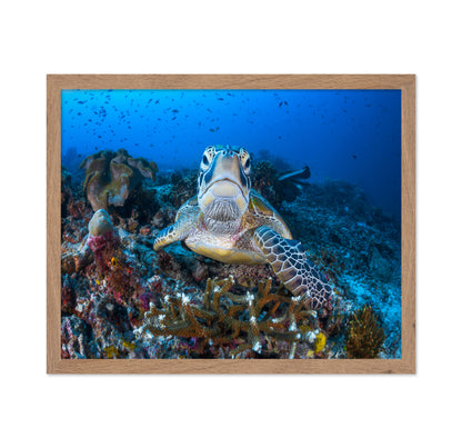 Face To Face With A Green Turtle