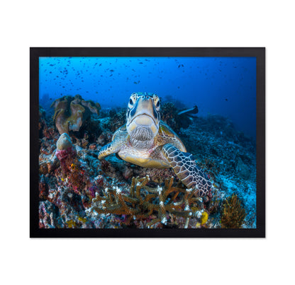 Face To Face With A Green Turtle