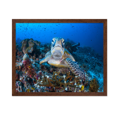 Face To Face With A Green Turtle