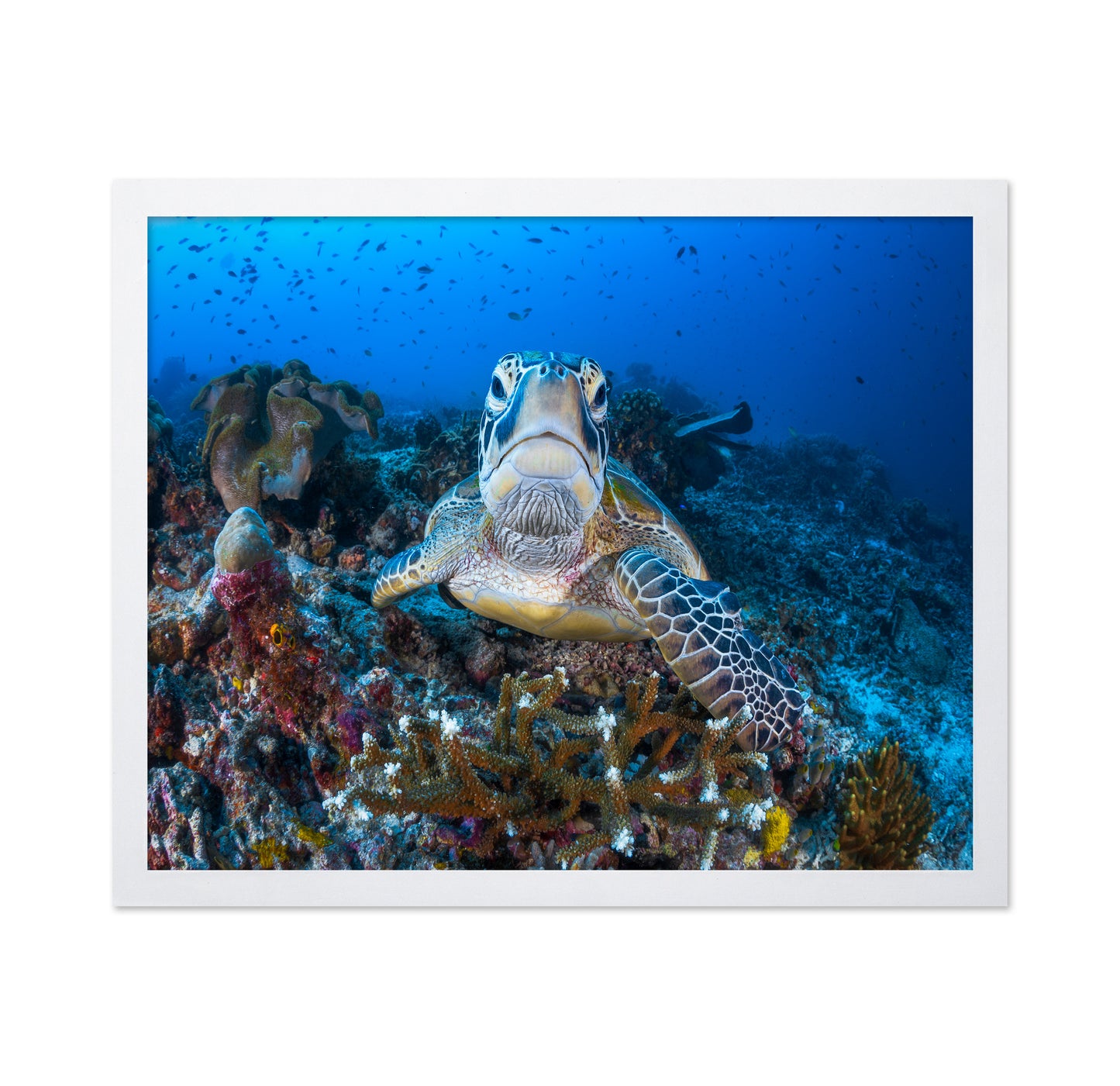 Face To Face With A Green Turtle