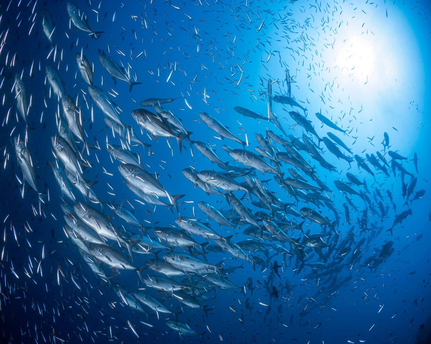 A School Of Trevaly