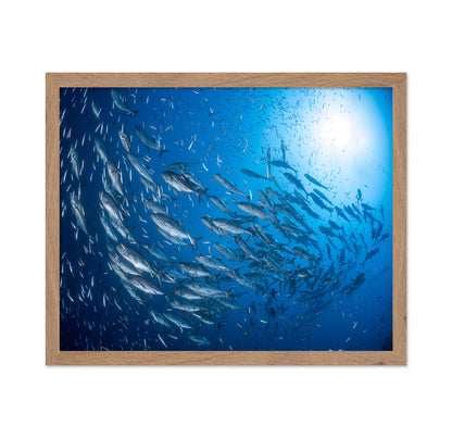 A School Of Trevaly