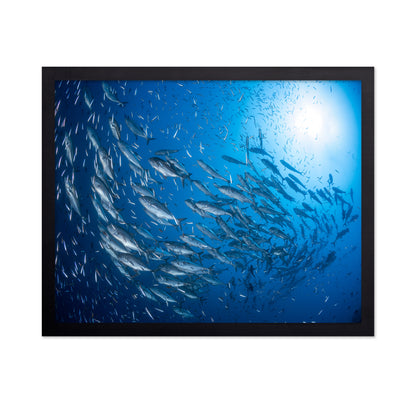 A School Of Trevaly