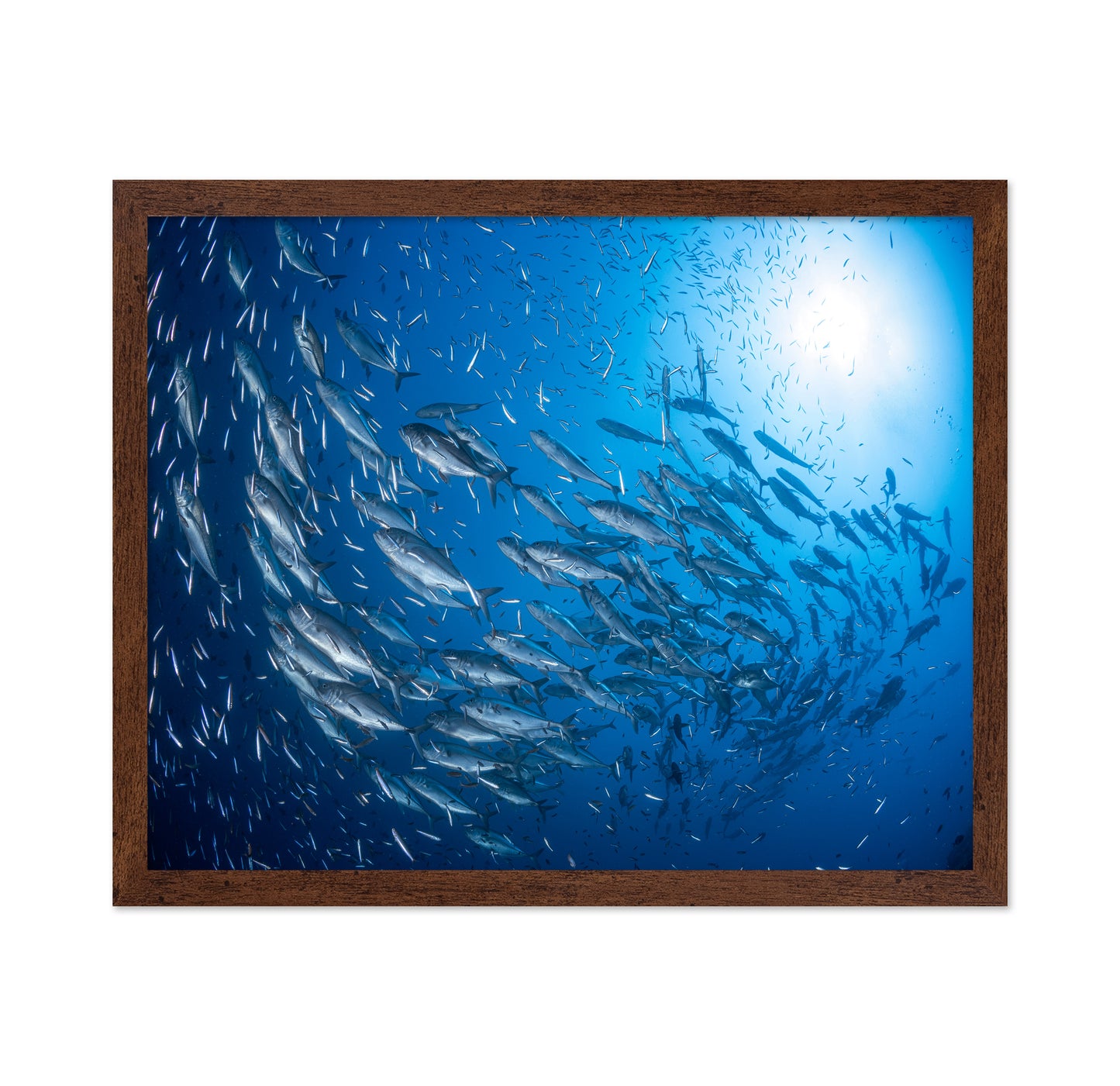A School Of Trevaly