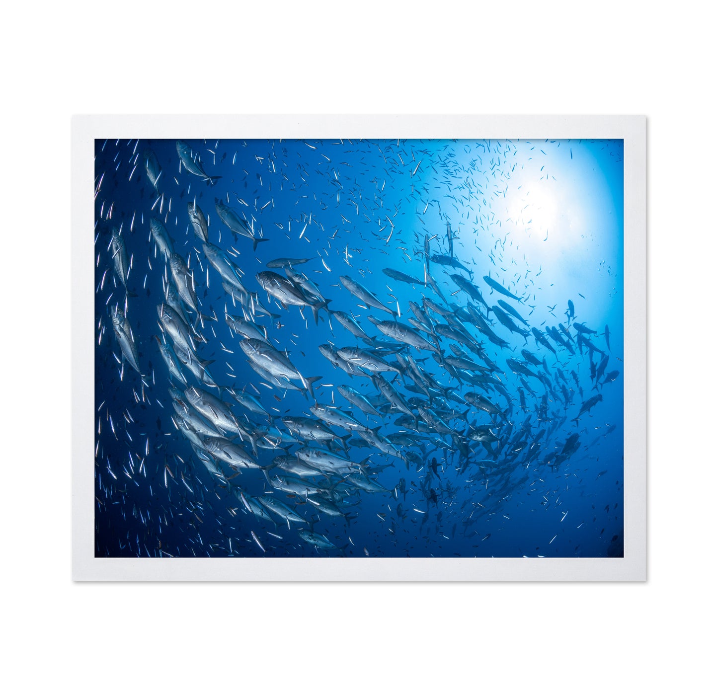 A School Of Trevaly