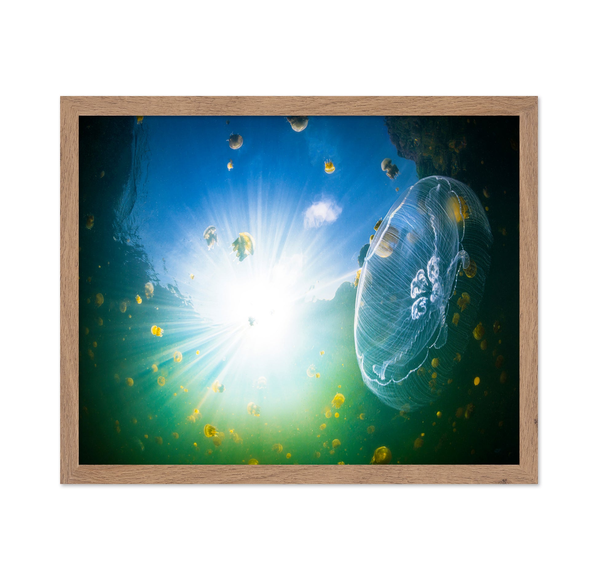 Medusa Aurelia