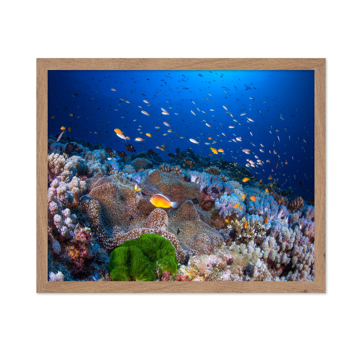 Anemon and Anthias