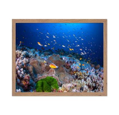 Anemon and Anthias