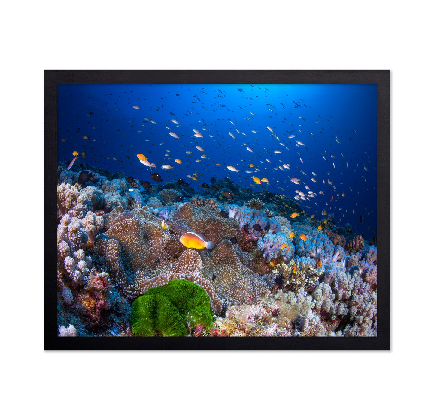 Anemon and Anthias