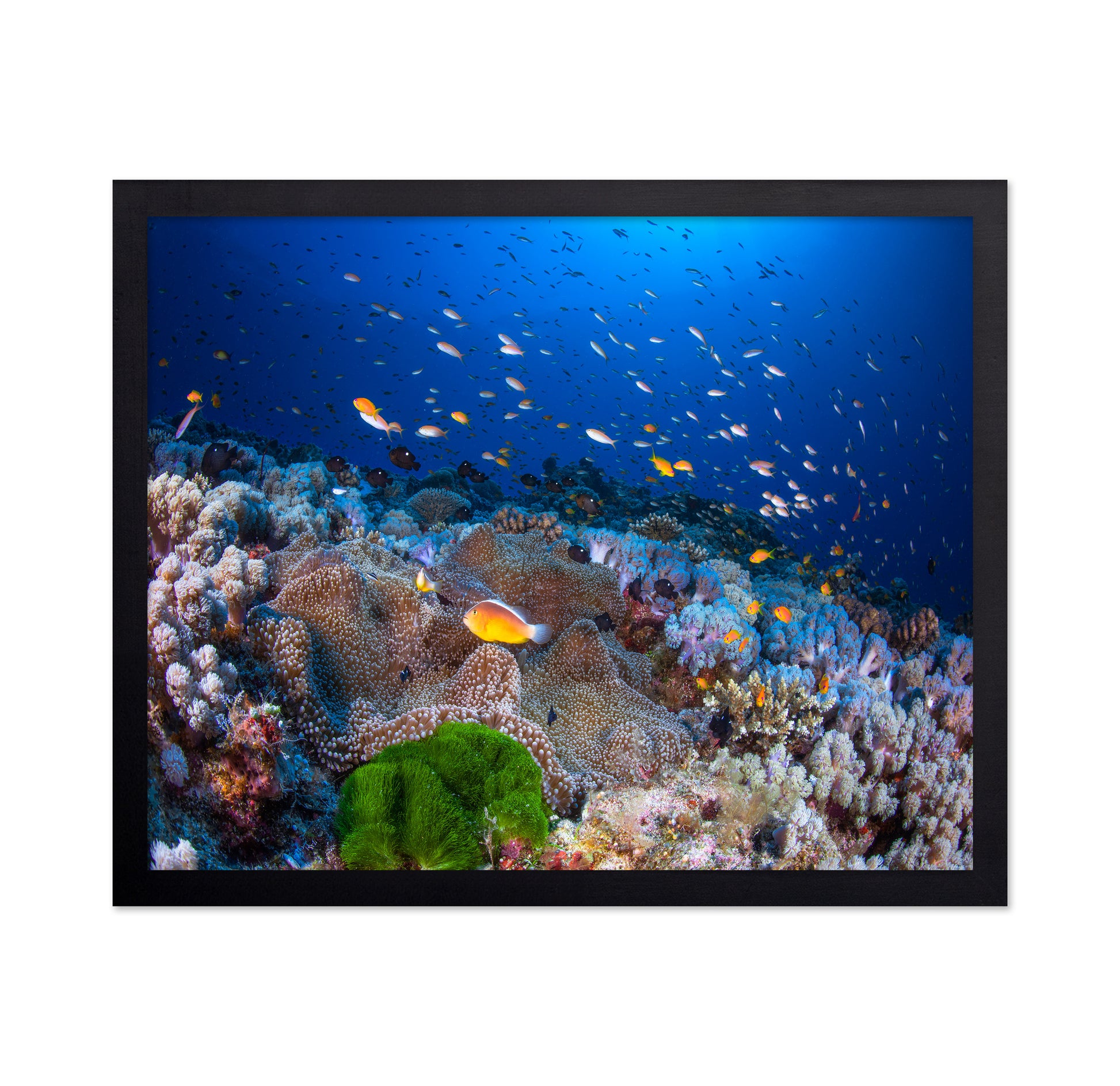 Anemon and Anthias