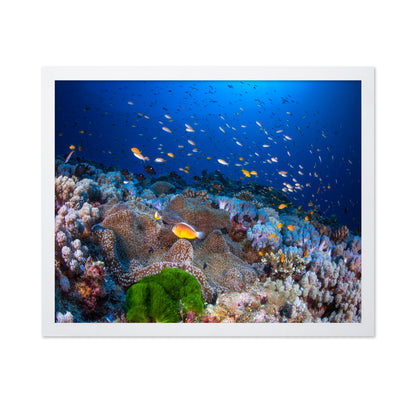 Anemon and Anthias