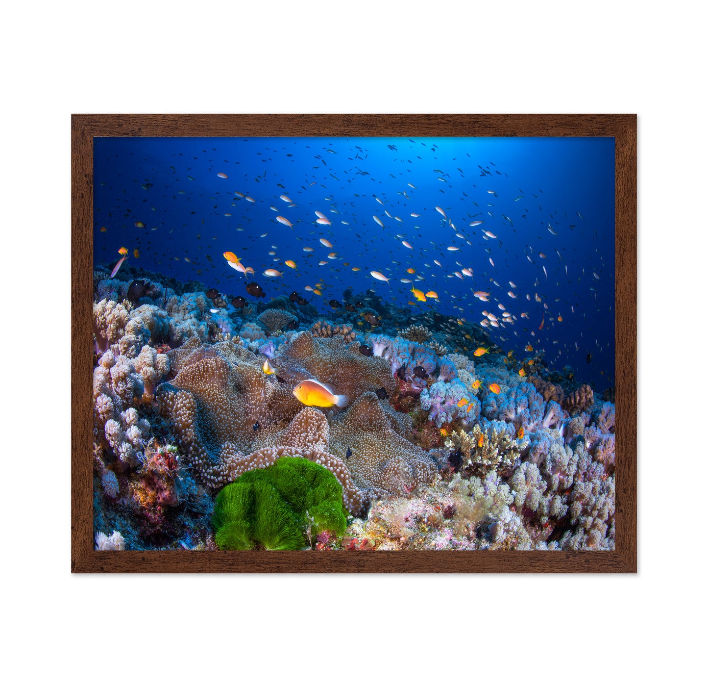 Anemon and Anthias