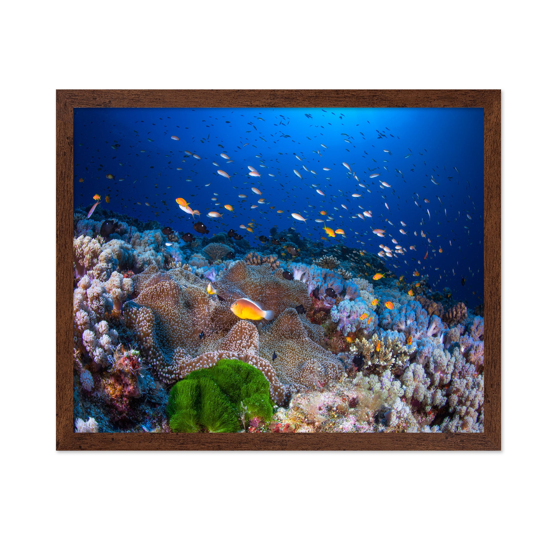 Anemon and Anthias