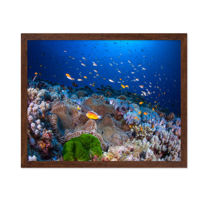 Anemon and Anthias