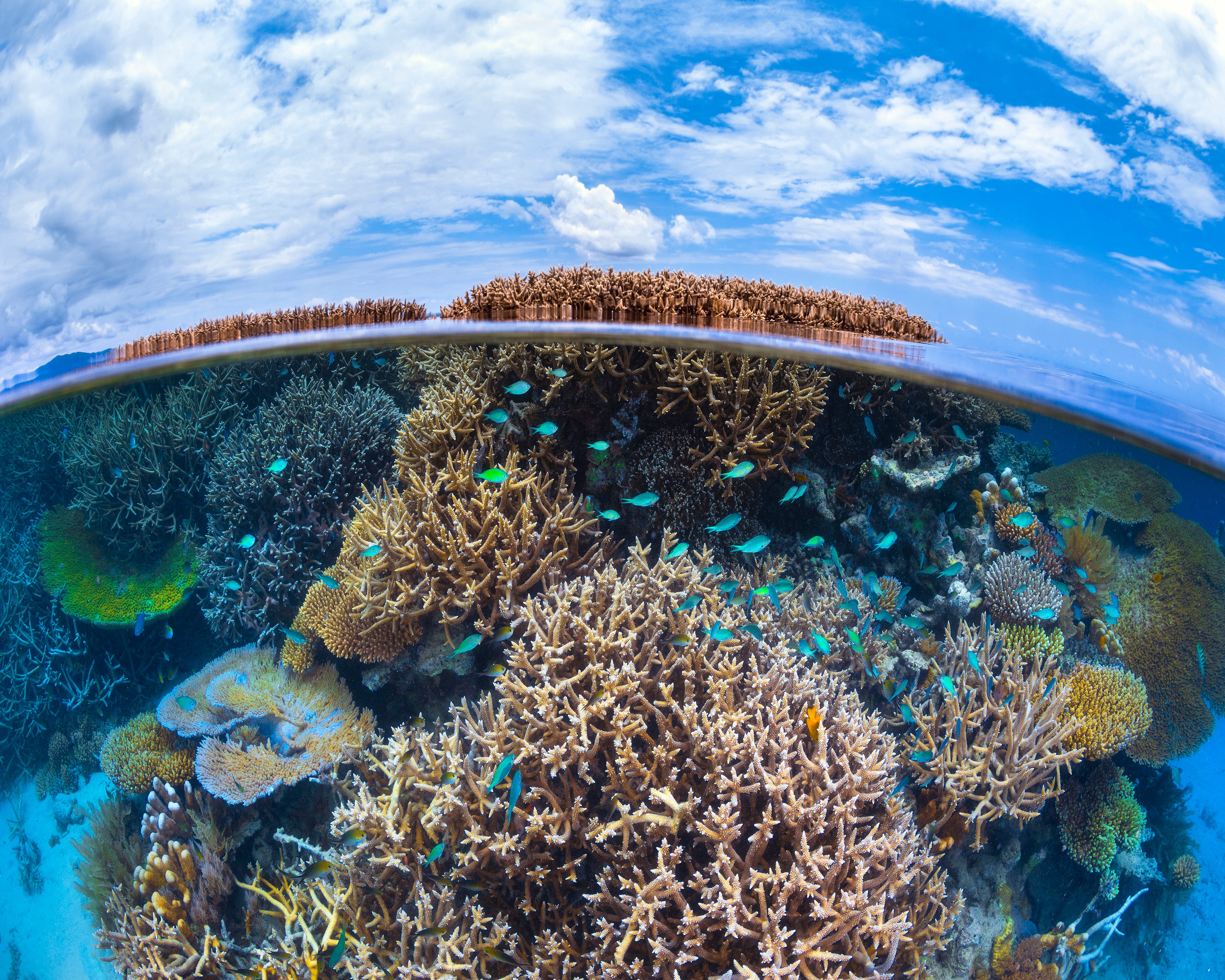 Split Level From Mayotte Reef – Poster Master