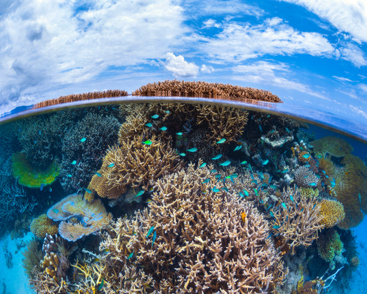 Split Level From Mayotte Reef
