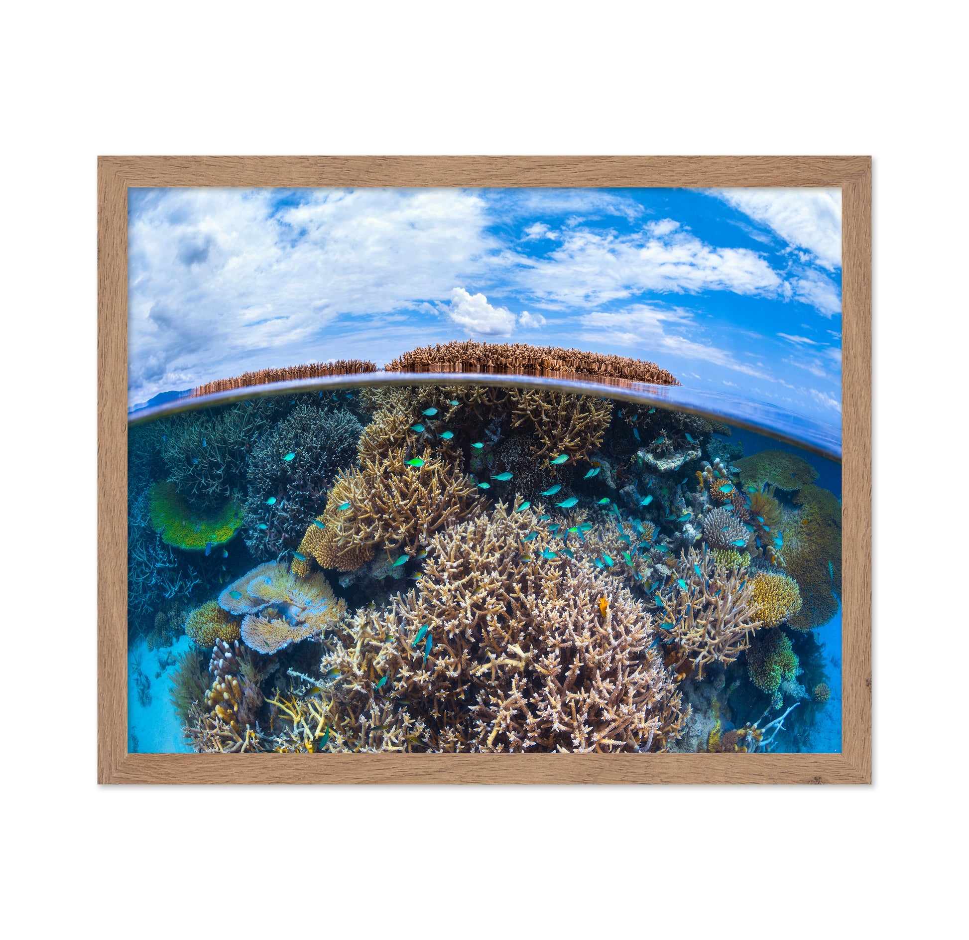 Split Level From Mayotte Reef