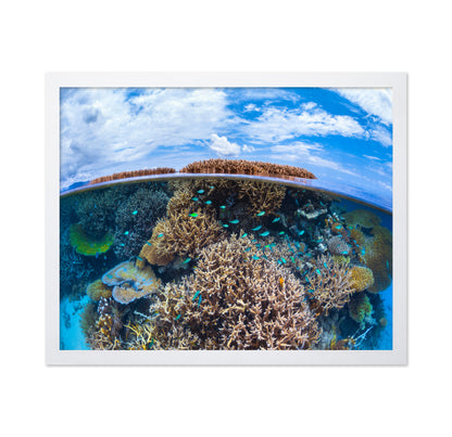 Split Level From Mayotte Reef