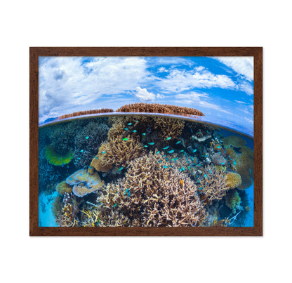 Split Level From Mayotte Reef