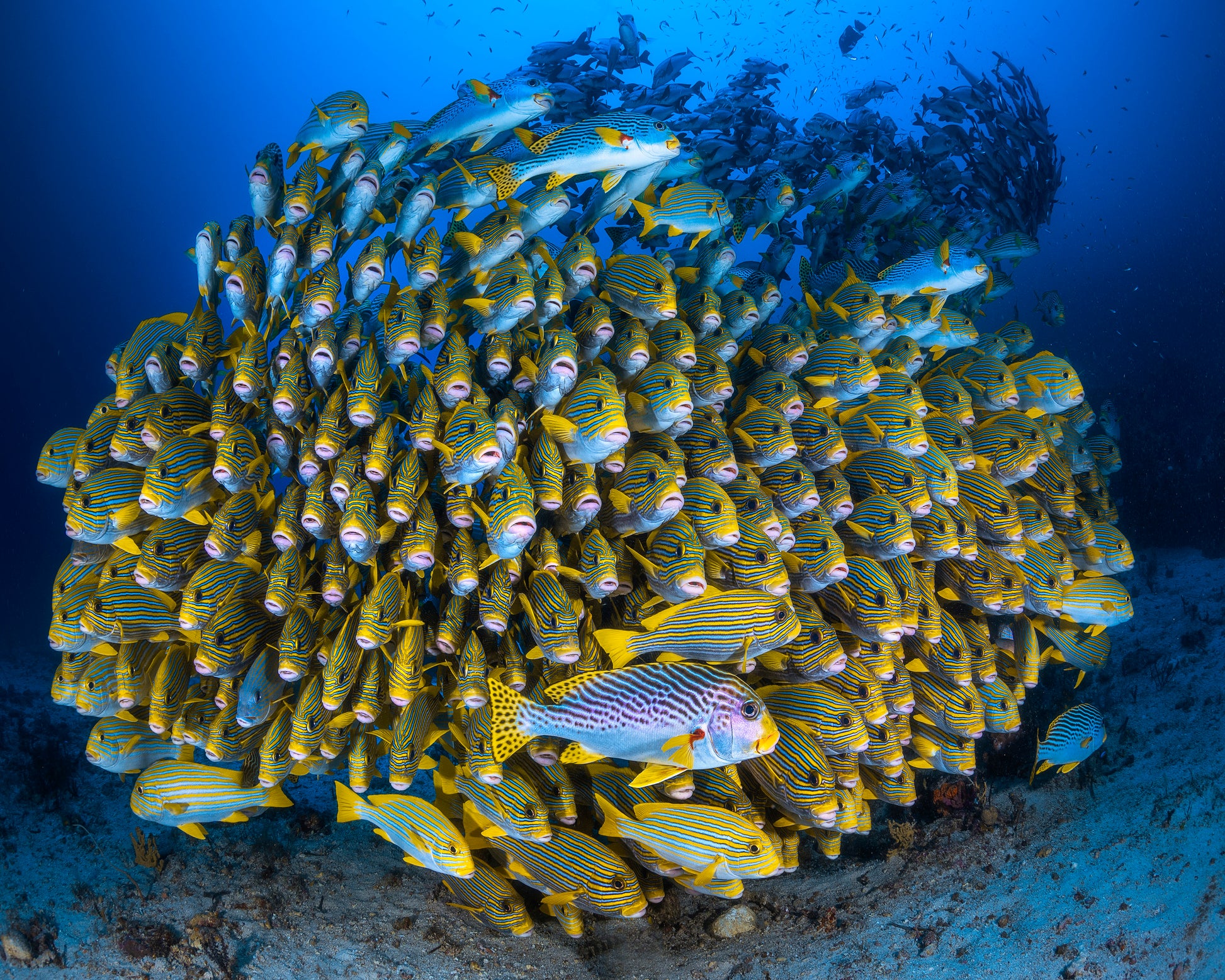Cape Kri'S School Of Sweetlips