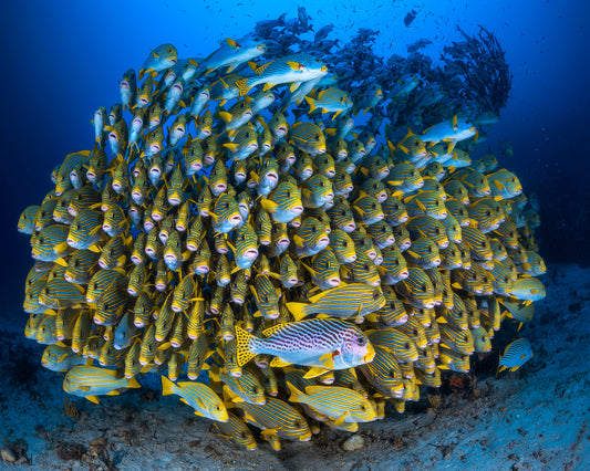 Cape Kri'S School Of Sweetlips