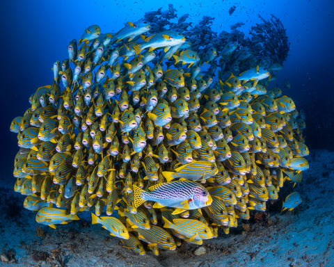 Cape Kri'S School Of Sweetlips