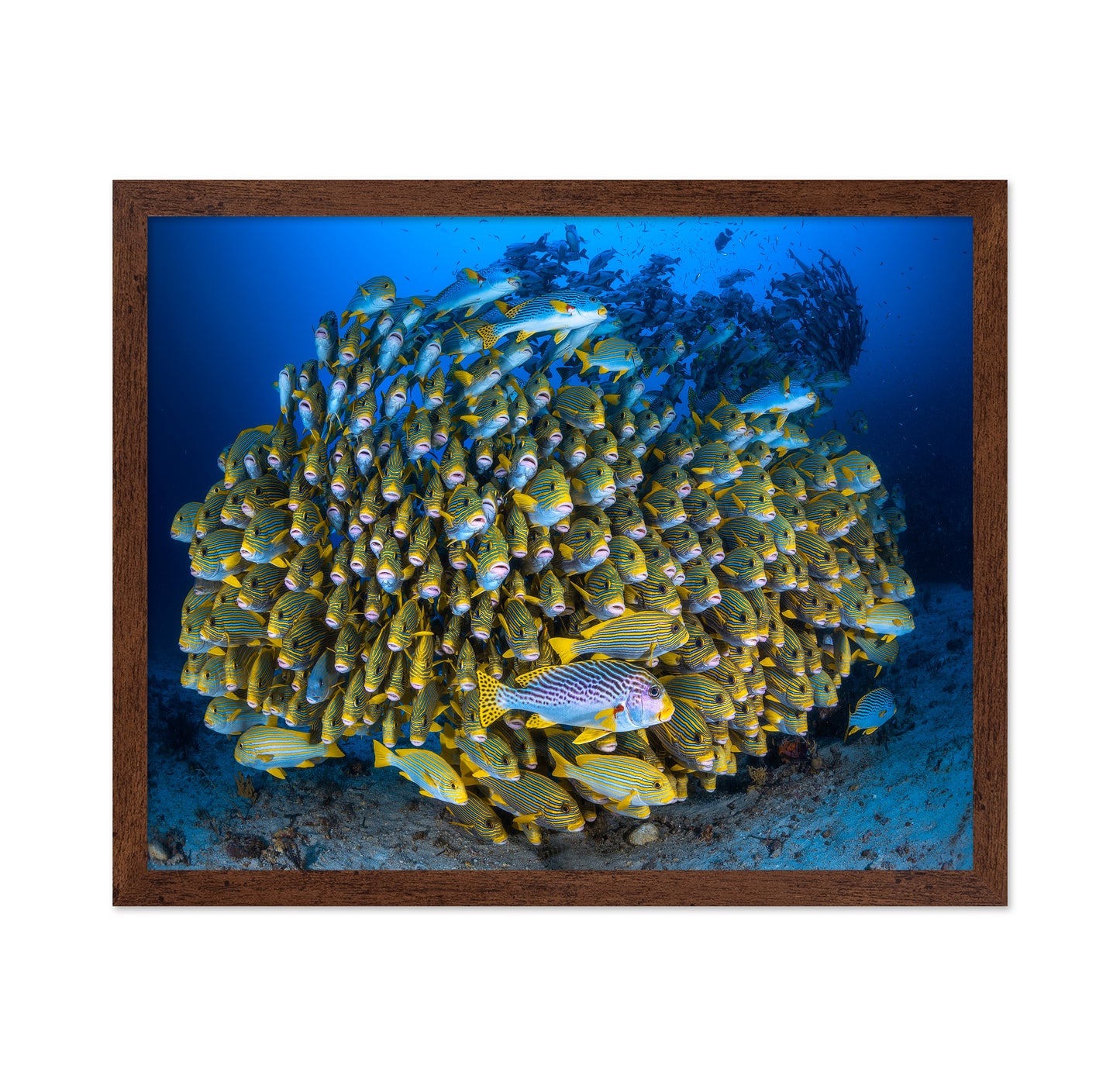 Cape Kri'S School Of Sweetlips