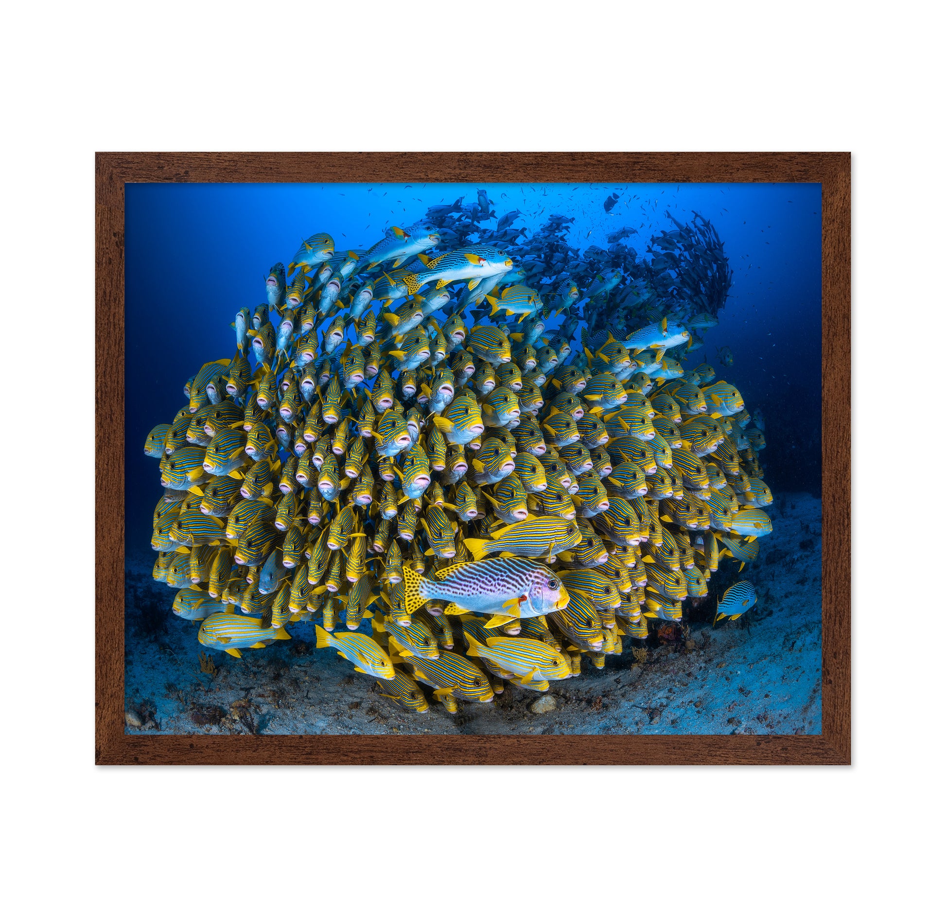 Cape Kri'S School Of Sweetlips