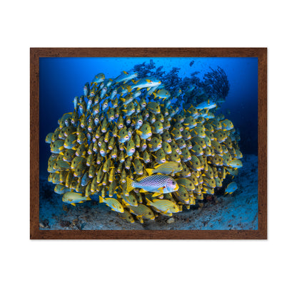 Cape Kri'S School Of Sweetlips