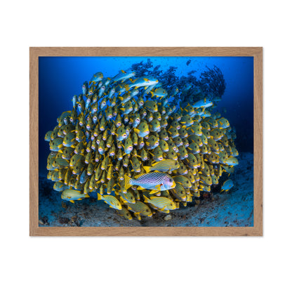 Cape Kri'S School Of Sweetlips
