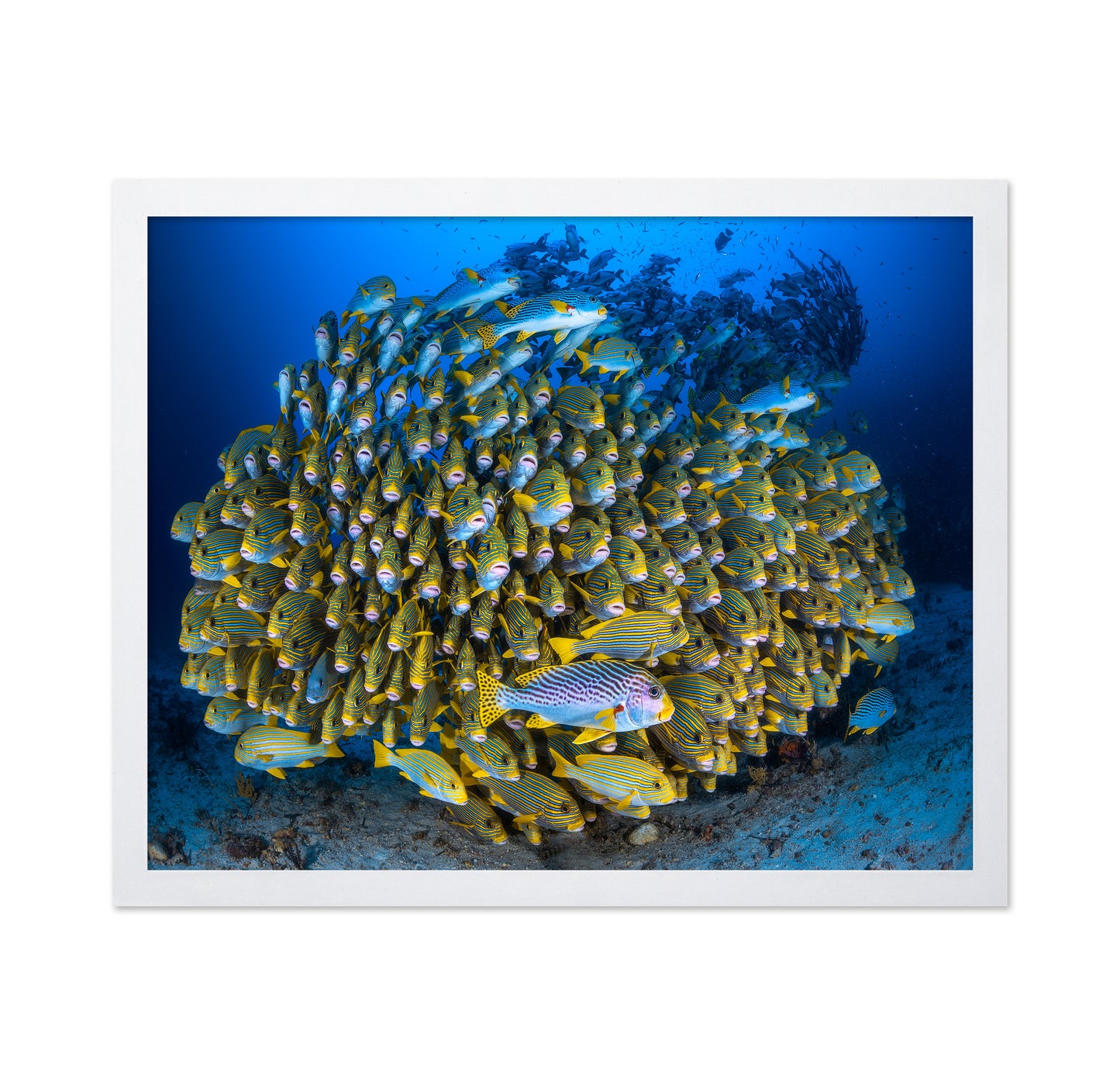 Cape Kri'S School Of Sweetlips