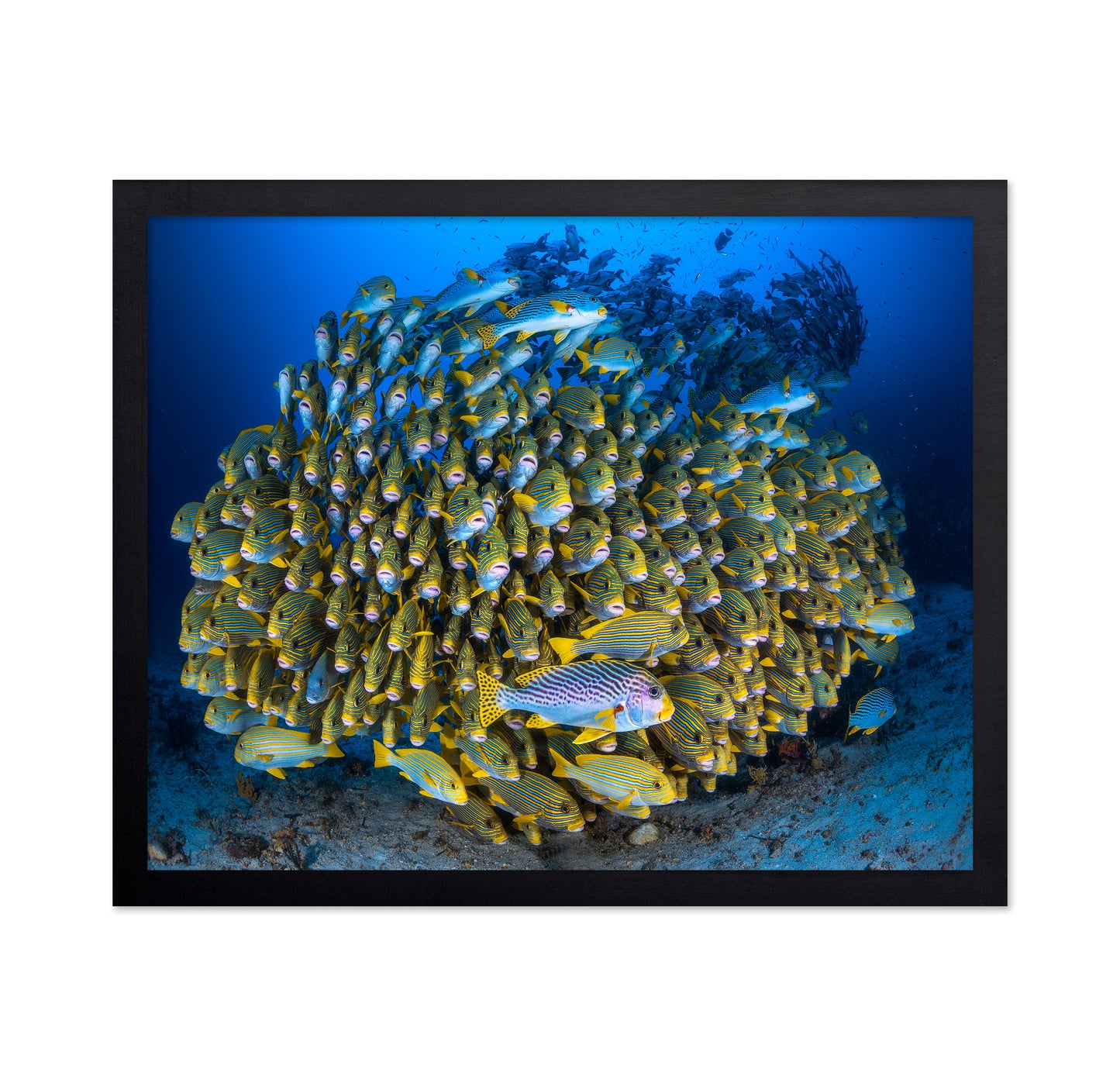 Cape Kri'S School Of Sweetlips