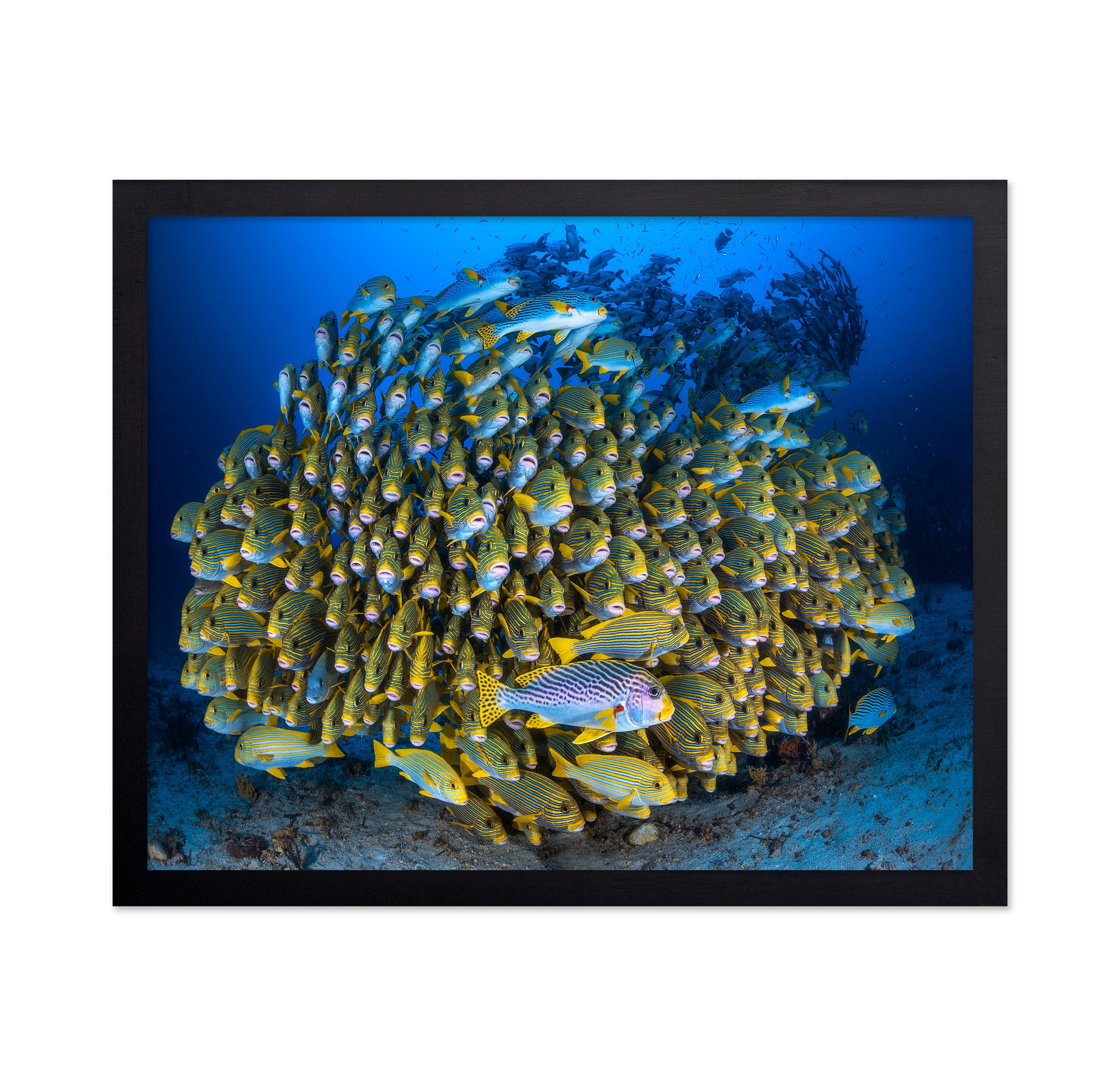 Cape Kri'S School Of Sweetlips