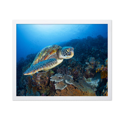 Green Sea Turtle From Raja Ampat