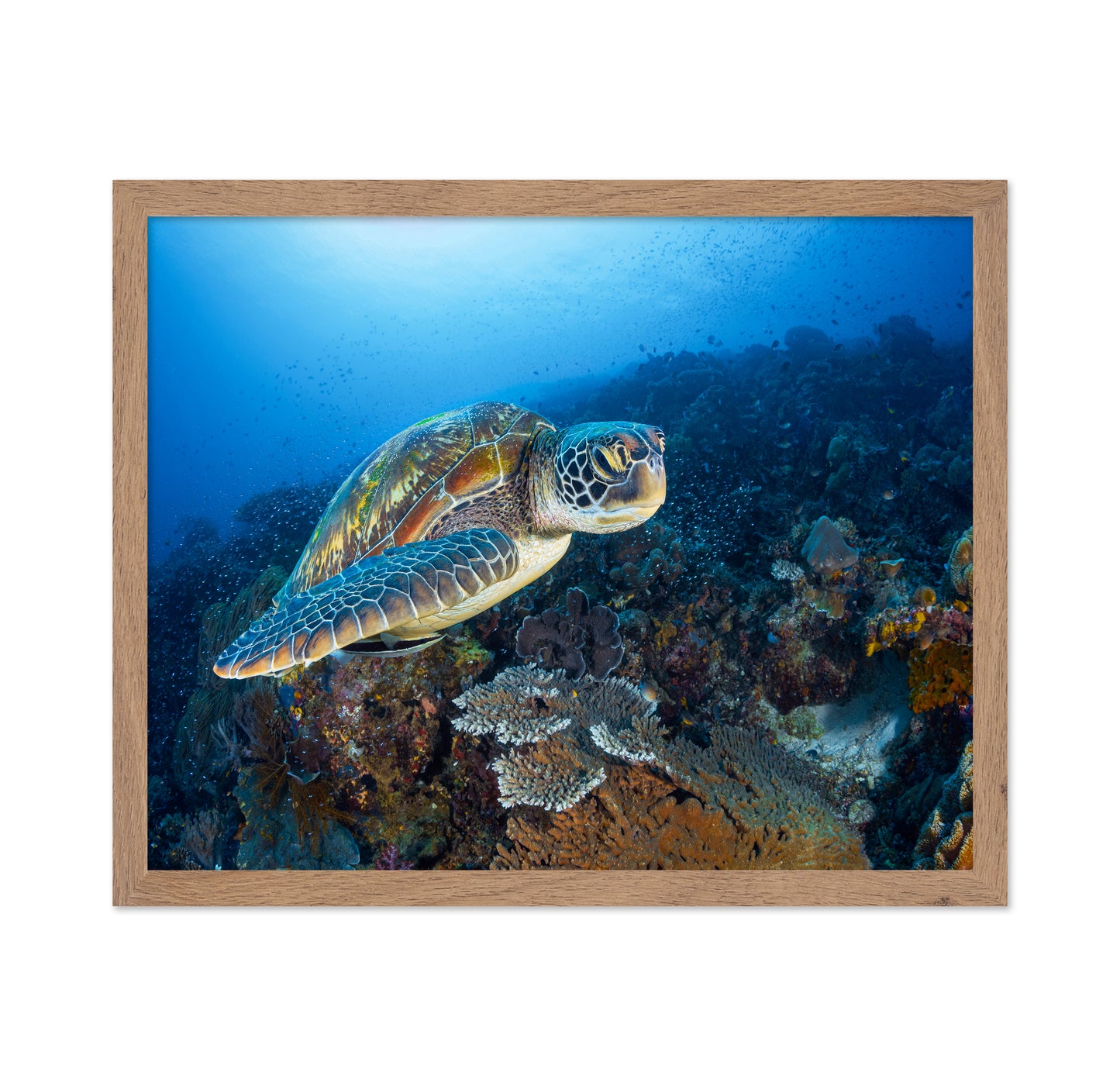 Green Sea Turtle From Raja Ampat