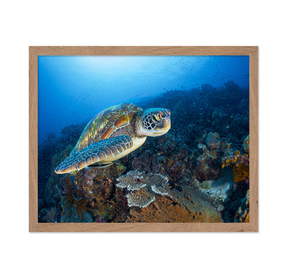 Green Sea Turtle From Raja Ampat