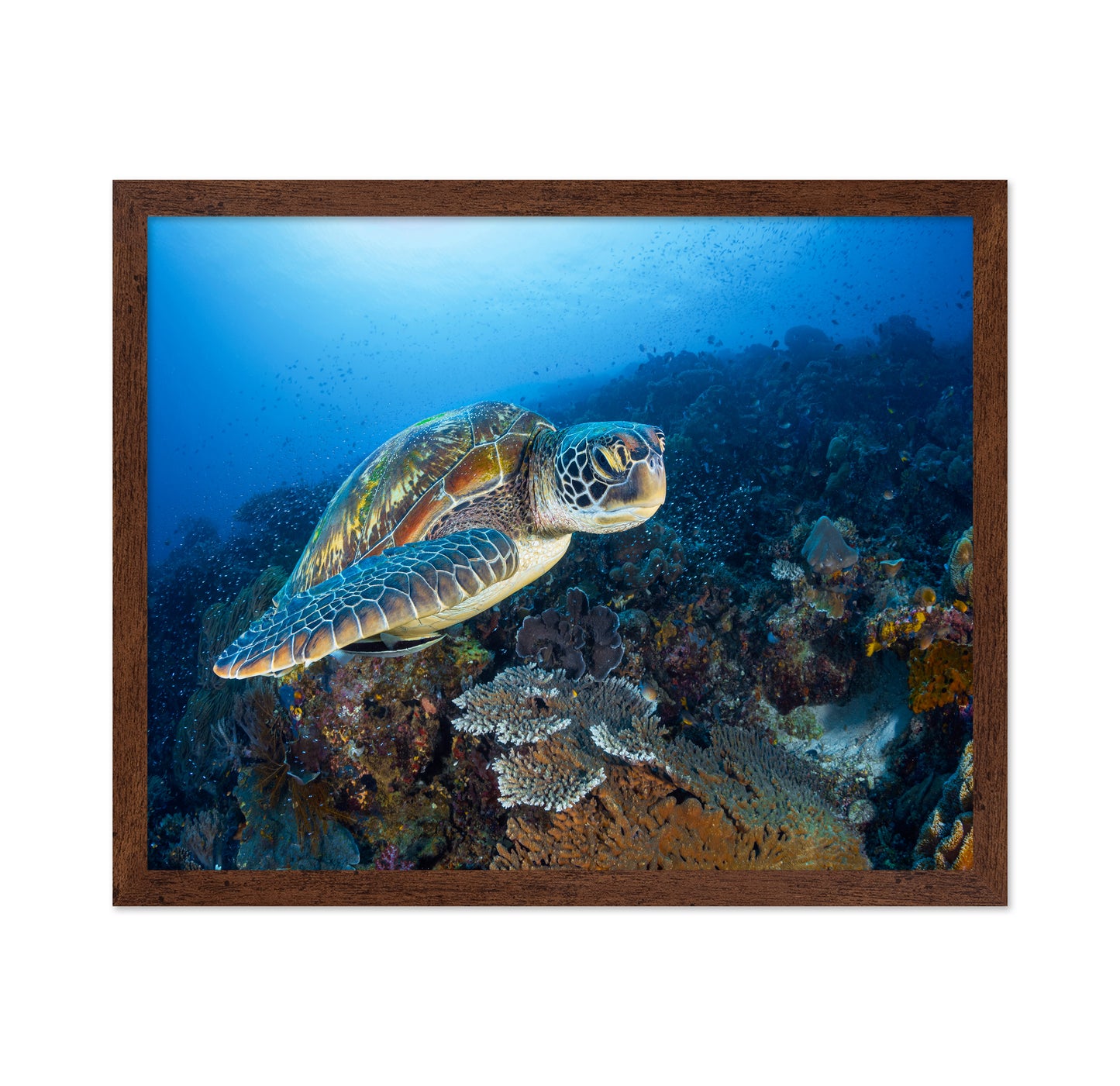 Green Sea Turtle From Raja Ampat