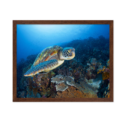 Green Sea Turtle From Raja Ampat